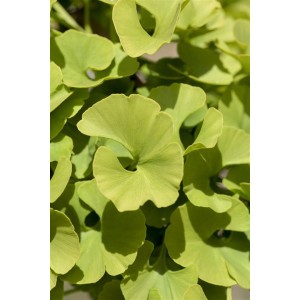 Nahaufnahme: Ginkgo Biloba Mariken Fächerblattbaum mit hellgrünen Blättern.