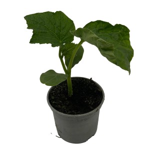 Bio Snackgurke im Topf, junge Pflanze mit grünen Blättern. Ideal für den eigenen Anbau von Fruchtgemüse.