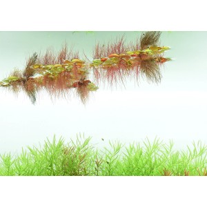 Dennerle Plants Phyllanthus Fluitans, Schwimmpflanze mit rötlichen Blättern und Wurzeln im Aquarium.