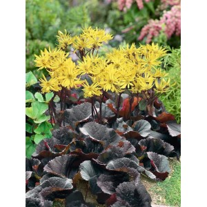 Dunkellaubige Ligularia Dentata Staude mit gelben Blüten im 9x9 cm Topf.