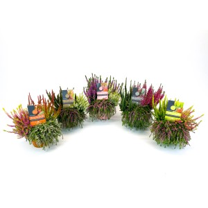 Verschiedenfarbige Calluna Beautybelle Heidepflanzen (Topf-Ø 13 cm) im Mix, ideal für Herbstbepflanzung.
