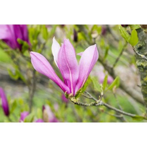 Nahaufnahme einer purpurfarbenen Tulpenmagnolie (Magnolia Liliiflora) am Zweig.
