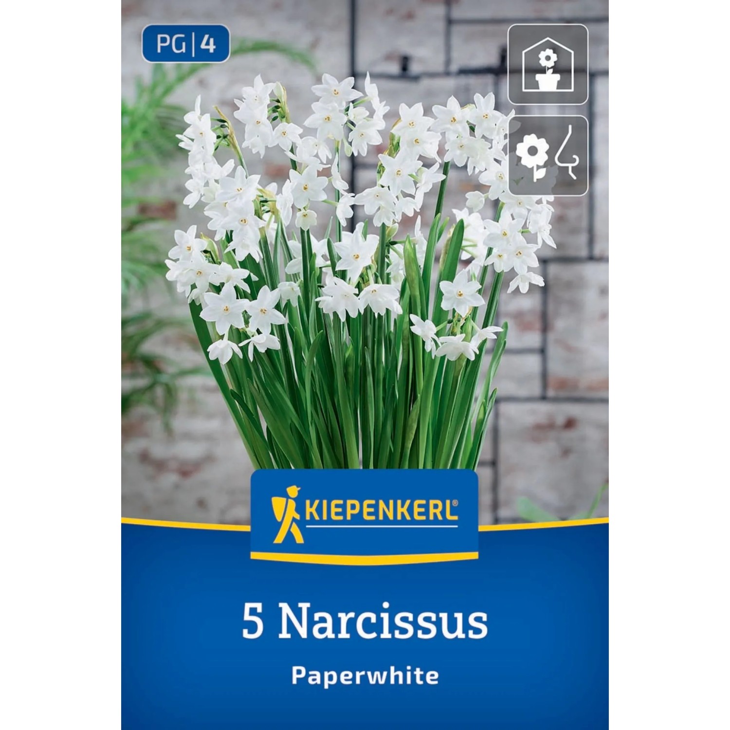 Kiepenkerl Blumenzwiebel Zimmer-Narzisse Paperwhite 5 Stück