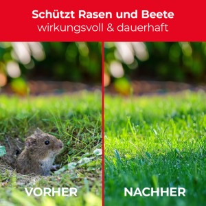 Vorher/Nachher: Wühlmaus im Garten vs. gepflegter Rasen mit Protect Home Wühlmaus-Köder.