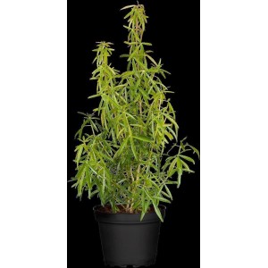 Choisya 'Aztec Pearl' im Topf, eine immergrüne Orangenblume mit filigranem Laub.