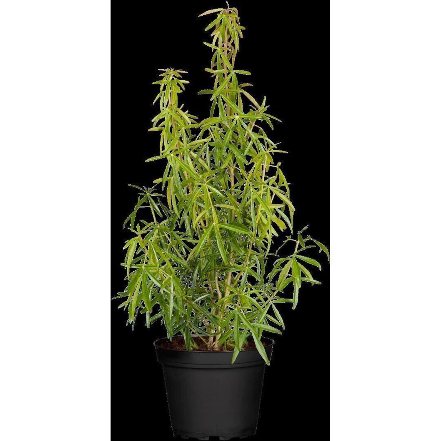 Choisya Ternata Aztec Pearl Orangenblume Weiß 40–60 cm günstig online kaufen
