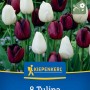 Kiepenkerl Tulpen-Mix Day & Night, 8 Blumenzwiebeln mit weißen und dunkelvioletten Blüten.