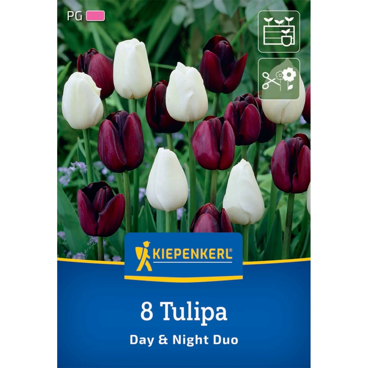 Kiepenkerl Tulpen-Mix Day & Night, 8 Blumenzwiebeln mit weißen und dunkelvioletten Blüten.