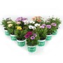 Verschiedenfarbige Kapkörbchen (Osteospermum) im 10,5 cm Topf, ideal für Beet, Kübel und Balkon.