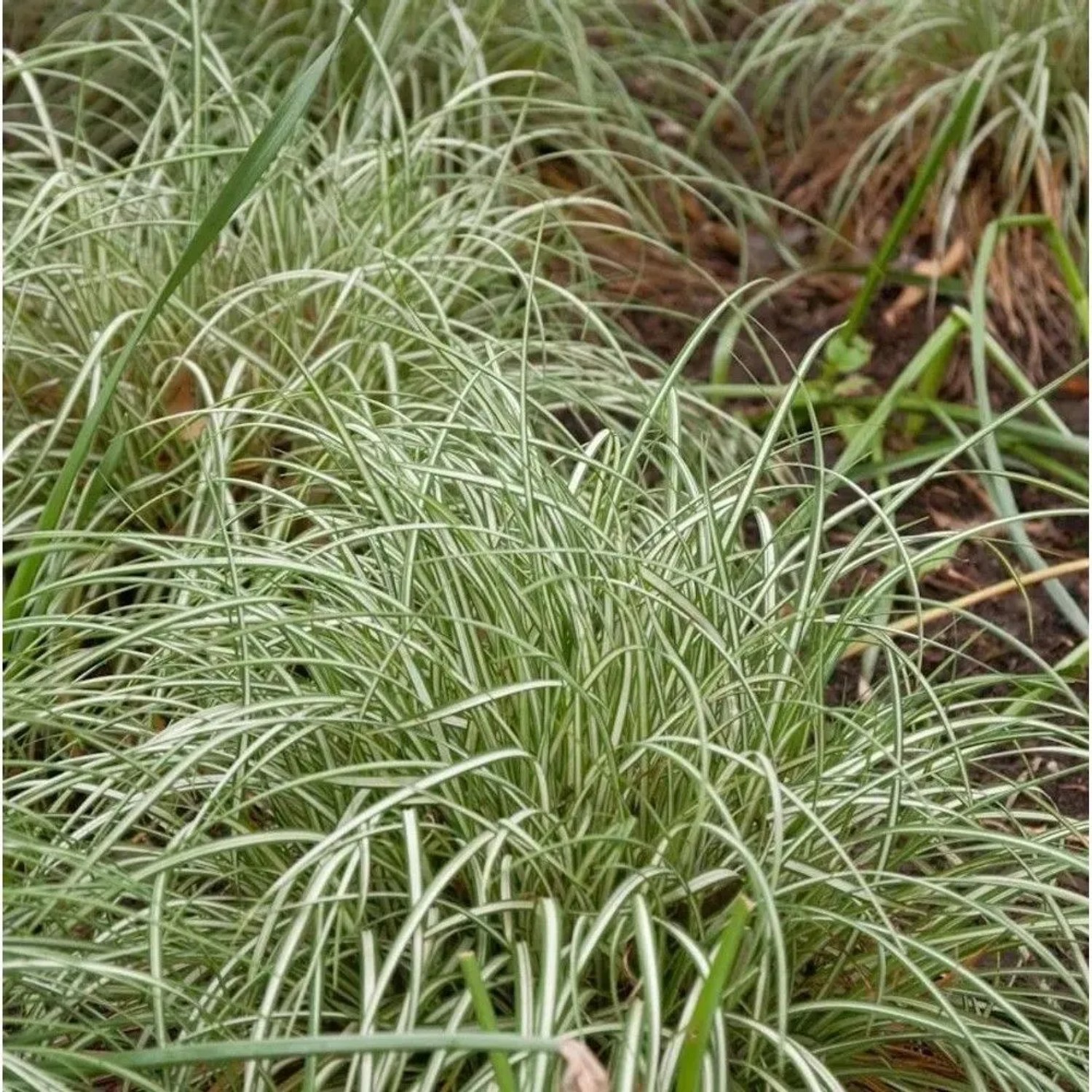Weißbunte Vogelfuß Segge - Carex ornithopoda