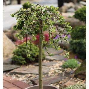 Hochstamm Teppichweide (Salix simulatrix) mit hängenden Zweigen und kleinen Blättern im Garten.