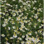 Feld mit blühender Echter Kamille (Matricaria recutita), eine beliebte Staude mit weißen Blüten.