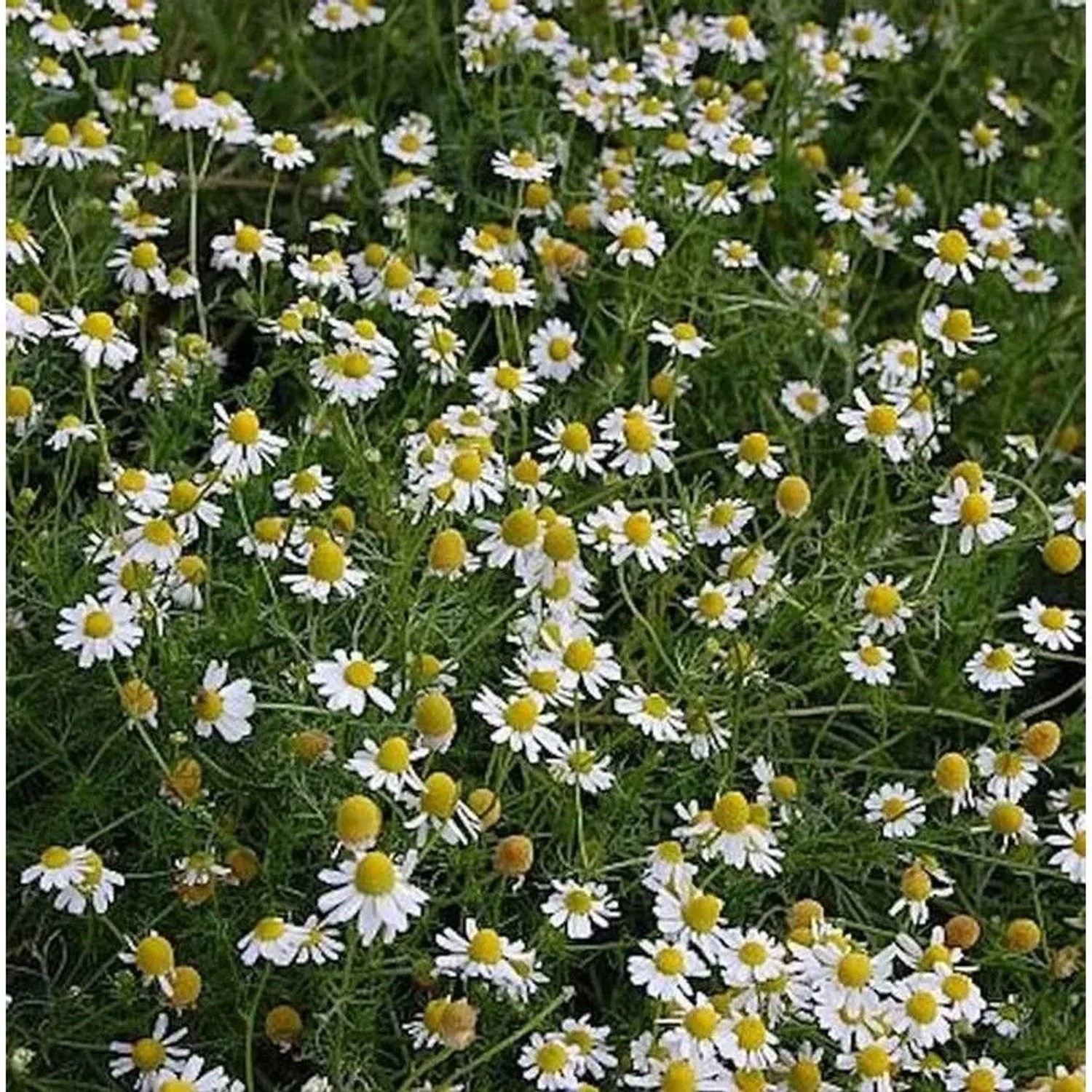 Feld mit blühender Echter Kamille (Matricaria recutita), eine beliebte Staude mit weißen Blüten.