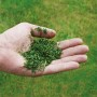 Hand hält Grasschnitt vor Rasen. Ideal für Einhell Benzin-Rasenmäher GC-PM 56/2 S HW.