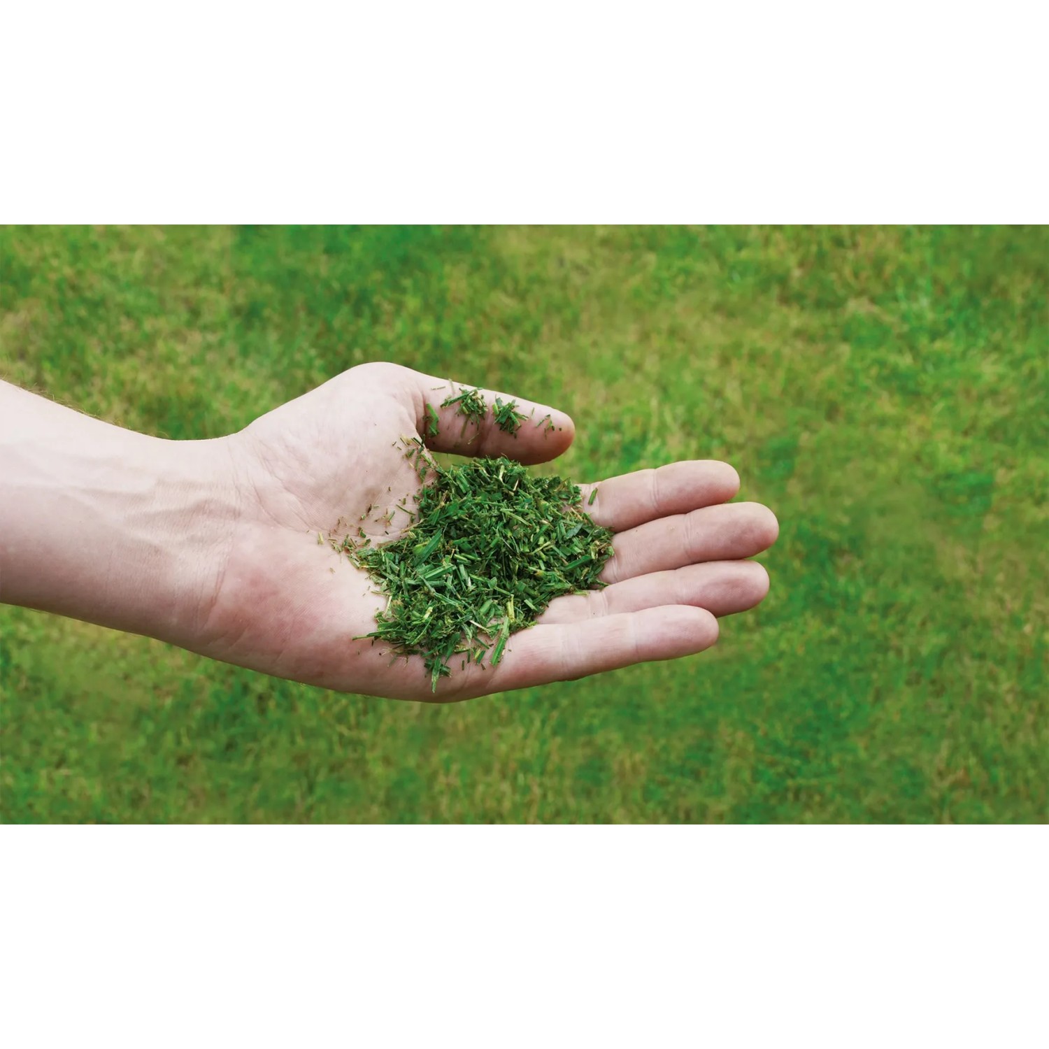 Hand hält Grasschnitt vor Rasen. Ideal für Einhell Benzin-Rasenmäher GC-PM 56/2 S HW.