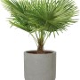 Graues Pflanzgefäß Bargemon (Ø 61 cm) mit grüner Palme, ideal für Balkon und Garten.