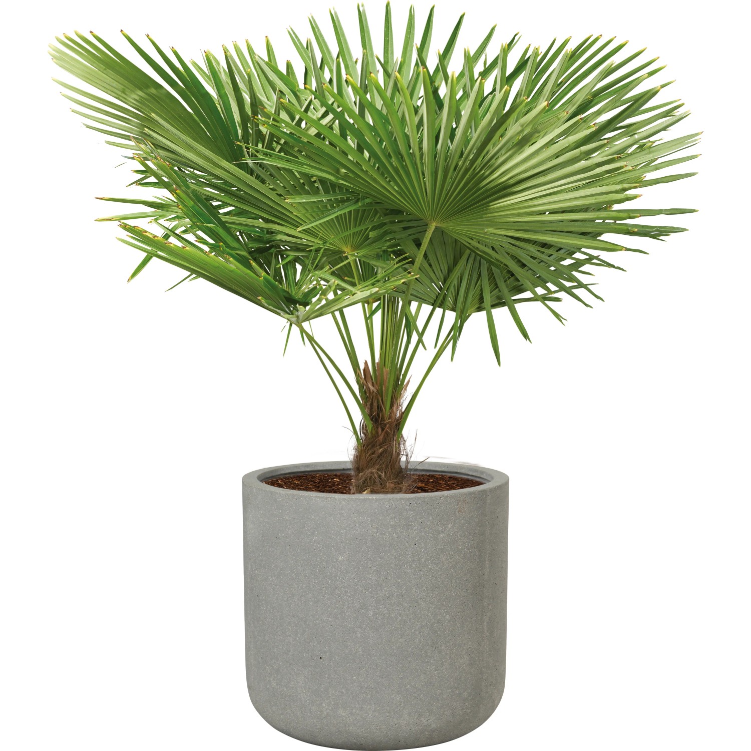 Graues Pflanzgefäß Bargemon (Ø 61 cm) mit grüner Palme, ideal für Balkon und Garten.
