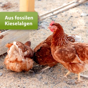 Hühner im Stall mit Quiko Kieselgur Pulver für verbesserte Stallhygiene.