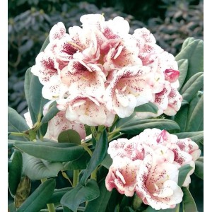Großblumiger Rhododendron Prinsess Maxima mit rosa-weiß gefleckten Blüten.
