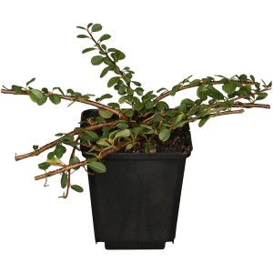 Teppich-Zwergmispel 'Frieders Evergreen' im 9 cm Topf, immergrüner Bodendecker.