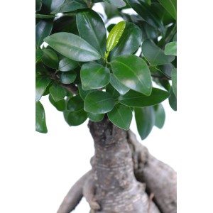 Bonsai Ficus 'Ginseng' mit grünen Blättern und markanten Luftwurzeln im Topf.