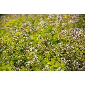 Blühender Echter Dost 'Thumbles' (Origanum Vulgare) im 9x9 cm Topf. Kompakt, buschig, bienenfreundlich.