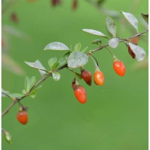 Zweig des Teufelszwirn Super Success Strauchs mit roten Beeren und grünen Blättern.