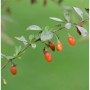 Zweig des Teufelszwirn Super Success Strauchs mit roten Beeren und grünen Blättern.