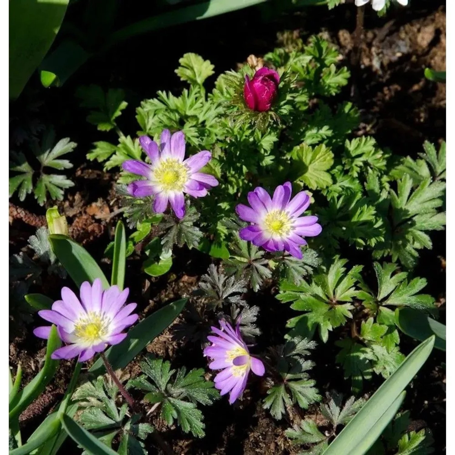 Balkanwindröschen Pink Star - Anemone blanda