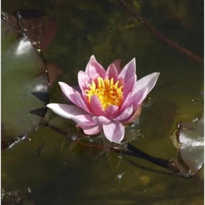 Seerose Froebeli - Nymphaea