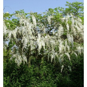 Üppiger, weiß blühender Edelblauregen Clara Mack (Wisteria floribunda) als Strauch.