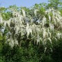 Üppiger, weiß blühender Edelblauregen Clara Mack (Wisteria floribunda) als Strauch.