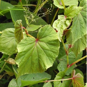 Japan Schiefblatt Alba - Begonia grandis