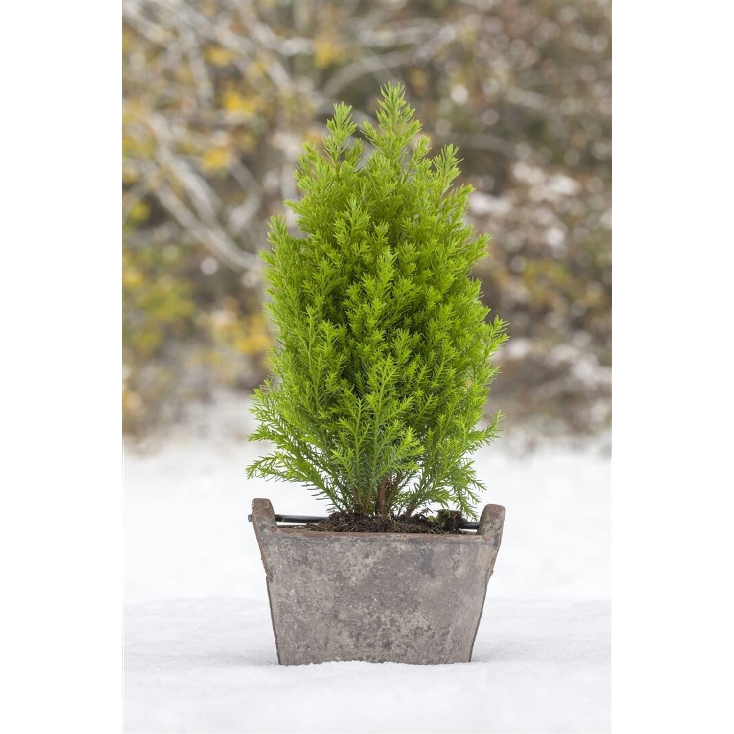 Chamaecyparis Lawsoniana Ellwoods Gold Gelbgrün 20–30 cm günstig online kaufen