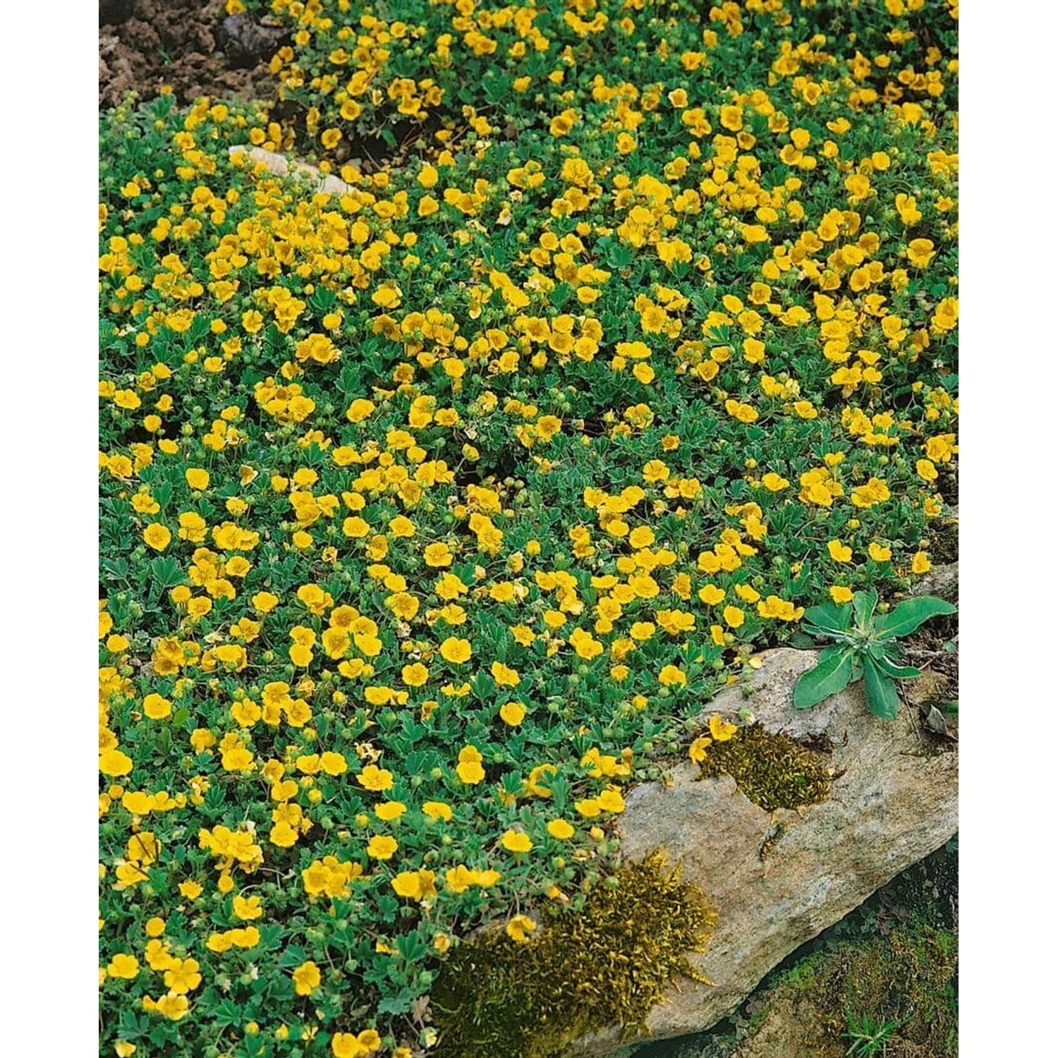 Potentilla Crantzii Alpen Fingerkraut Ca. 9x9 cm Topf günstig online kaufen