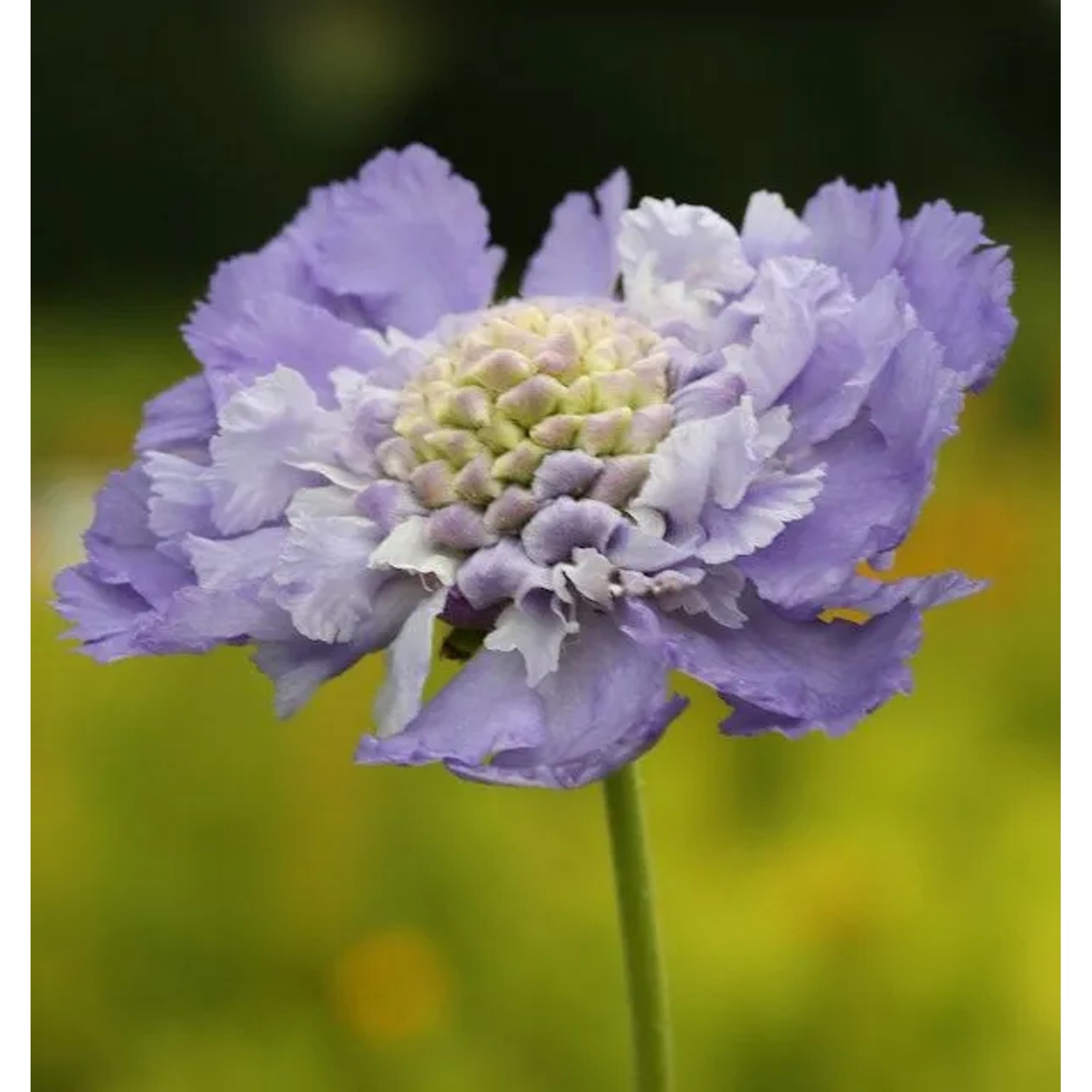 Kaukasus Skabiose Nachtfalter - Scabiosa caucasica