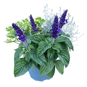 Herbstpflanzen-Mix Violet im Topf, bestehend aus drei verschiedenen, farblich abgestimmten Pflanzen.