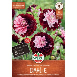 Sperli Dahlie Daria in Love Blumenzwiebeln mit purpurroten und rosa Blüten.