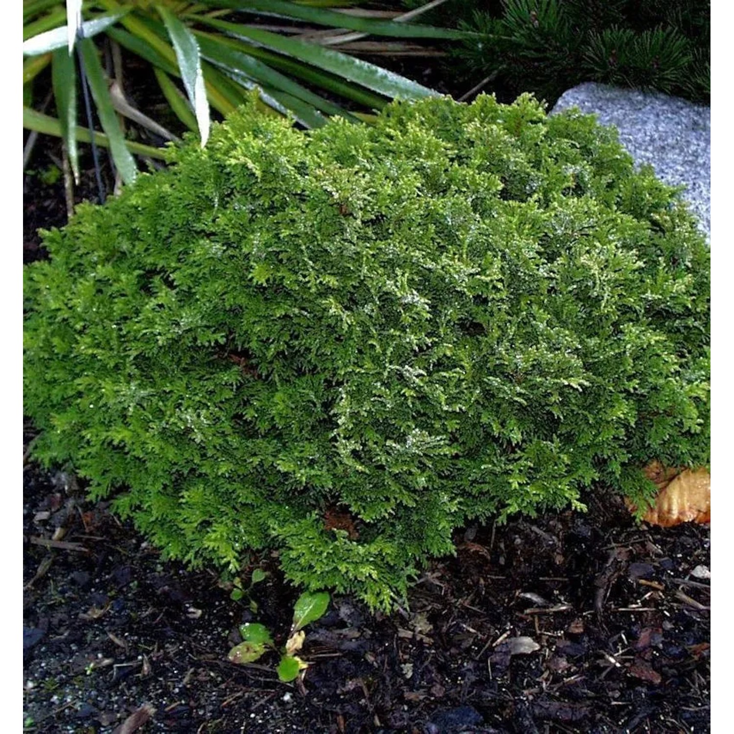 Scheinzypresse Tama Himuro 25-30cm - Chamaecyparis pisifera