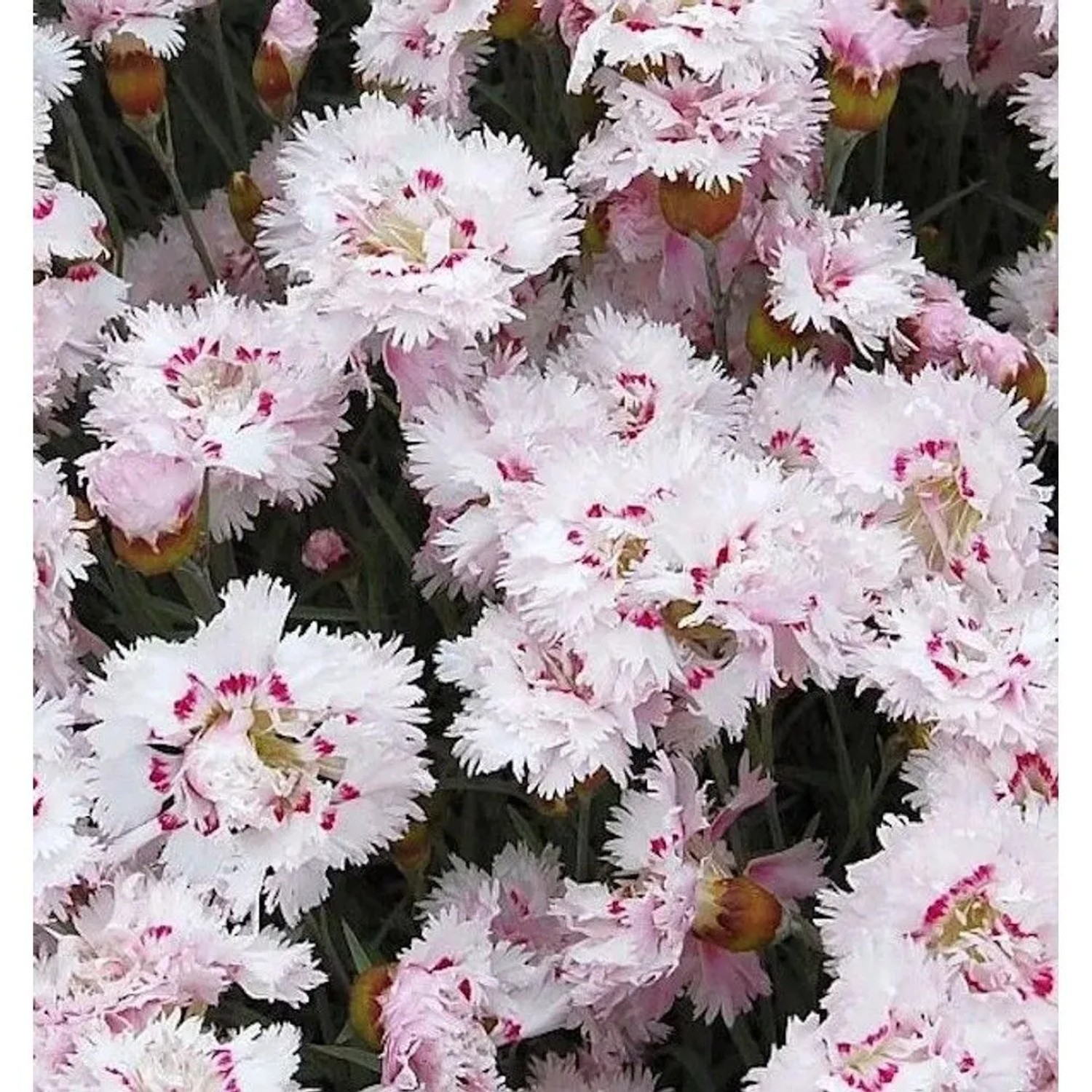Federnelke Ine - Dianthus plumarius
