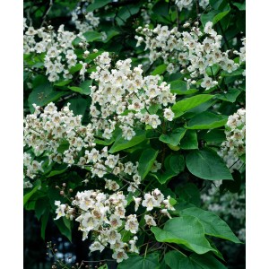 Blühender Kugeltrompetenbaum (Catalpa) mit weißen Blüten und grünen Blättern.