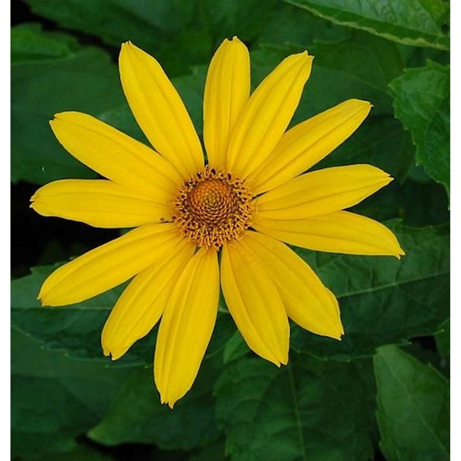 Sonnenauge Hohlspiegel - Heliopsis scabra günstig online kaufen