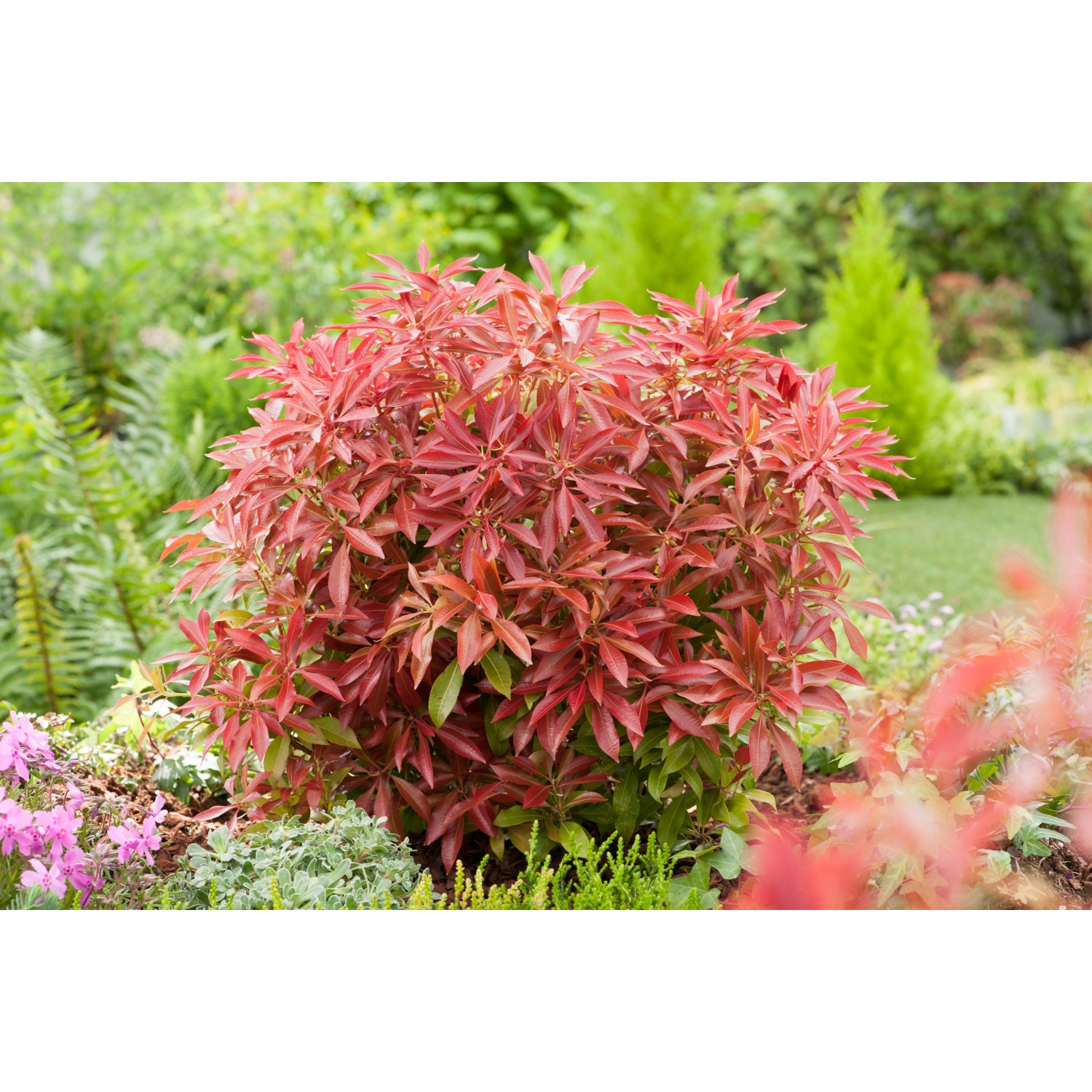 OBI Schattenglöckchen Mountain Fire Weiß Höhe ca. 30-40 cm Topf ca. 5 l Pieris