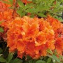 Leuchtend orange blühende Hochstamm Azalee 'Gibraltar' (Rhododendron luteum) im Detail.