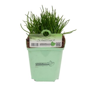 Schnittlauch im Topf (Ø 11cm) der Kategorie Küchenkräuter.