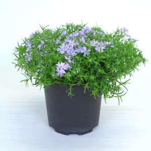 Steingarten-Pflanze mit lila Blüten im Topf, ca. 15-25 cm hoch.