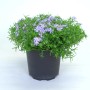Steingarten-Pflanze mit lila Blüten im Topf, ca. 15-25 cm hoch.