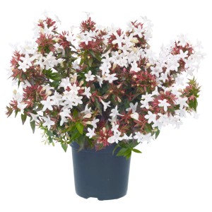 Abelie Little Lady im Topf, ca. 10-20 cm hoch, mit weißen Blüten und rötlichen Blättern.
