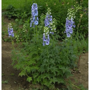 Blühender Rittersporn Azurriese (Delphinium belladonna) im Garten, blaue Blütenstände.
