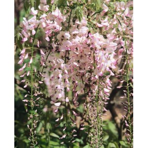 Blühende Japanische Wisteria 'Shiro Beni' mit rosa-weißen Blüten als Kletterpflanze.